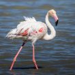 Flamant rose